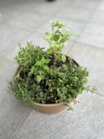 「トリトラ」フラワー教室、ハーブの寄せ植え編