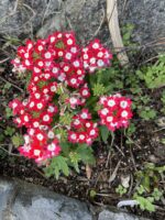 「トリトラ」ガーデンのお花たち