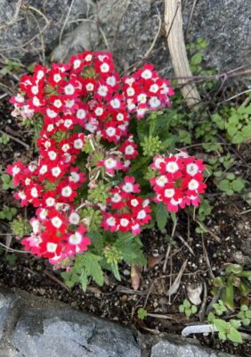 「トリトラ」ガーデンのお花たち