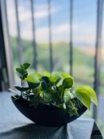 「トリトラ」フラワーアレンジメント教室 寄せ植え 「トリトラ」フラワーアレンジメント教室 寄せ植え