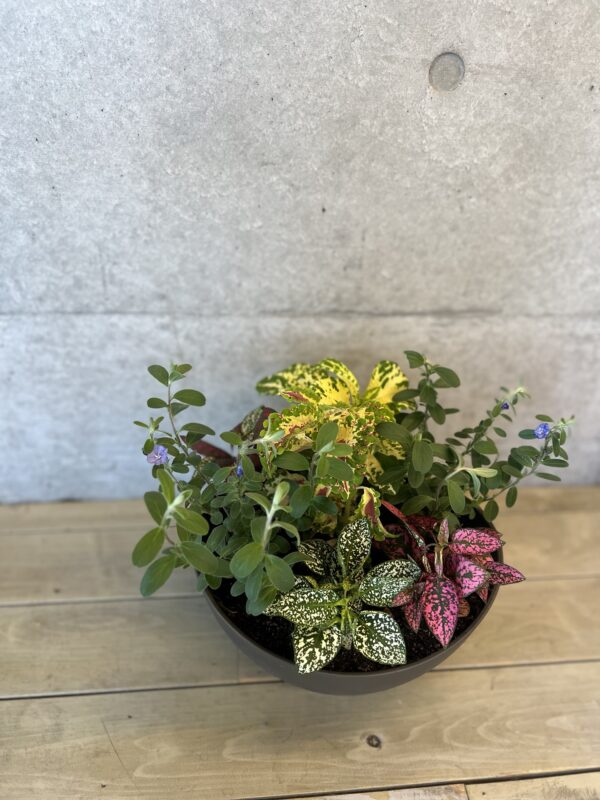 「トリトラ」フラワーアレンジメント教室”寄せ植え”